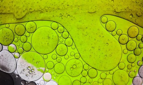 Viridos牽手石油巨頭，擴大藻類生物燃料規模